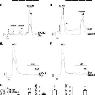 CEACAM2 Regulates GLP 1 Secretion Through L Type Voltage Dependent Ca 2