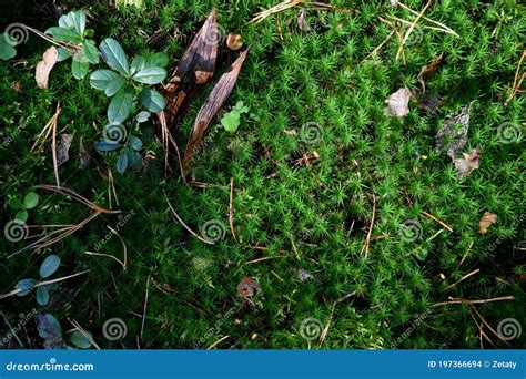 Forest Ground Floor with Moss Stock Photo - Image of floor, autumn ...