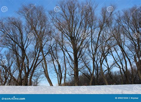 Naked Trees In Winter Stock Photo Image Of Background