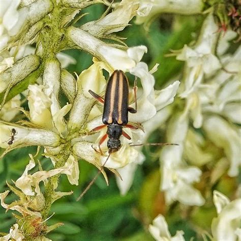 Cortodera Longicornis Cortodera Longicornis Bugguide Net