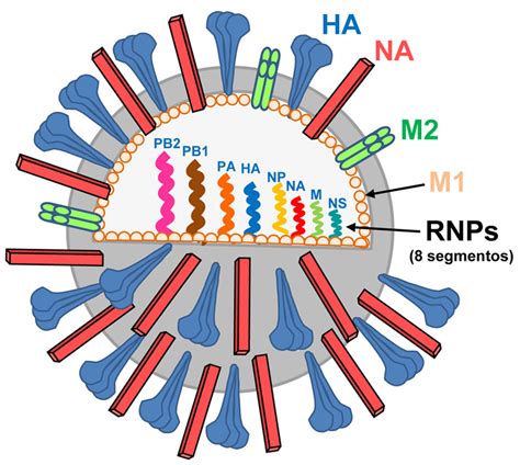 Diagrama de la estructura de partículas del virus de la influenza 2022