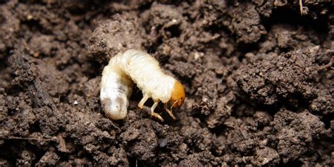 Comment se débarrasser des vers blancs dans le gazon