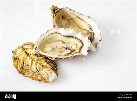 Oyster With Pearl Stock Photo Alamy