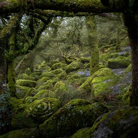 Wistman S Wood Dartmoor National Park England Artofit