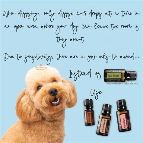 Top 10 Safe Essential Oils for Dogs