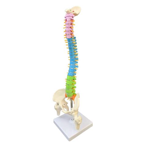 Buy Human Spine With Pelvic Model Cm Ultra Flexible Spine Model