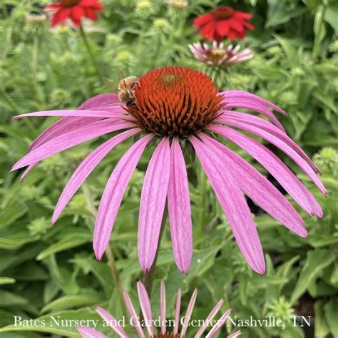 1 Echinacea Pur Pollynation Mix Coneflower Native Tn Bates