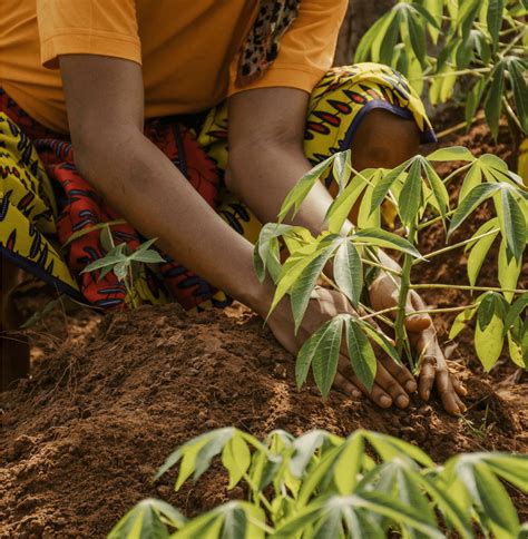 About The Nigeria Food Security Project