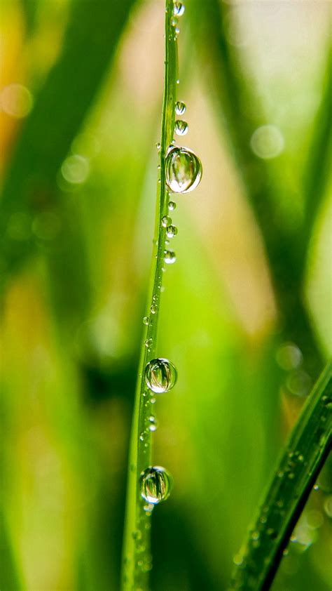 Download Wallpaper 938x1668 Grass Drops Water Dew Macro Iphone 8 7