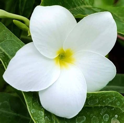 Conoce A La Plumeria Pudica O Una Planta Ramo De Novia Una Planta