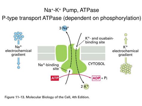 Ppt Last Class Posttranscription Regulation Translation