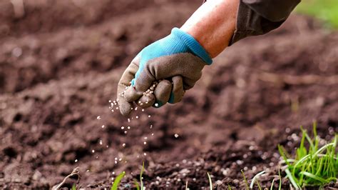 How And When To Direct Sow Seeds In Your Garden