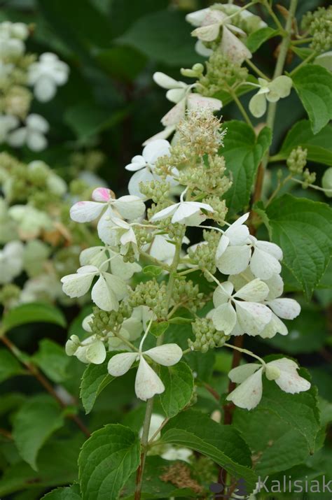 Hydrangea Paniculata Pink Lady Hortensja Bukietowa