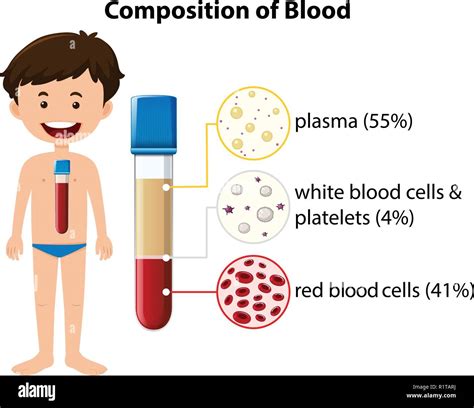 Composition Of Blood Diagram Illustration Stock Vector Image Art Alamy