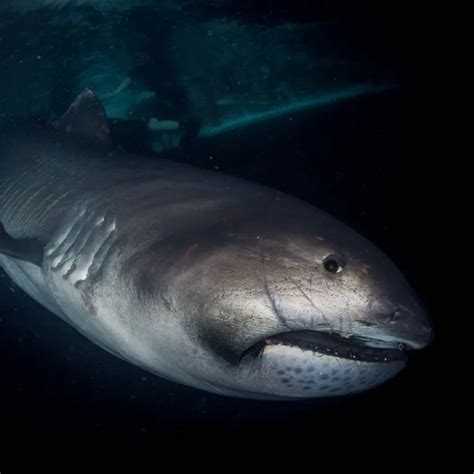 WiseOceans - Creature Feature - Megamouth Shark