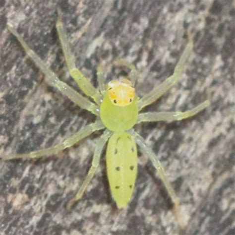 Magnolia Green Jumper Spider Dorsal Lyssomanes Viridis Bugguidenet