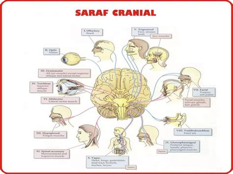 6anatomi Tulang Otot Syaraf Kepala Ppt