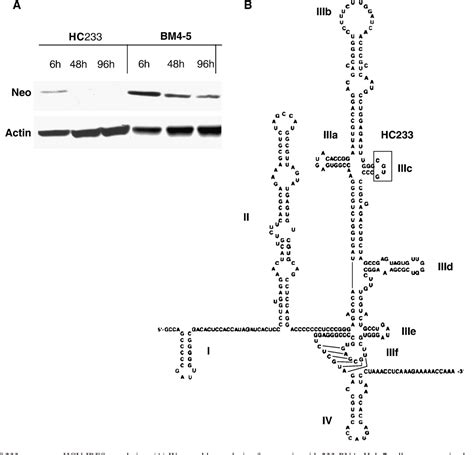 Figure From Role Of La Autoantigen And Polypyrimidine Tract Binding