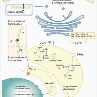 Pathway Engineering Facilitates Efficient Protein Expression In Pichia