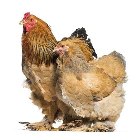 11 Most Expensive Chicken Breeds In The World Chickens And 44 Off