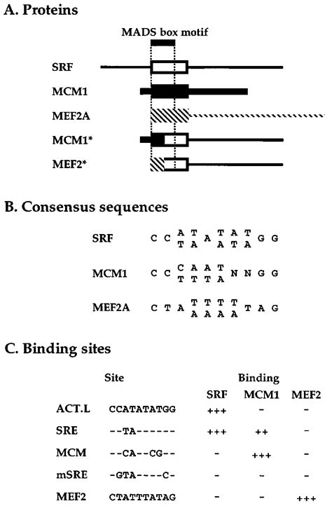 Mads Box Proteins And Their Binding Specificities A Schematic