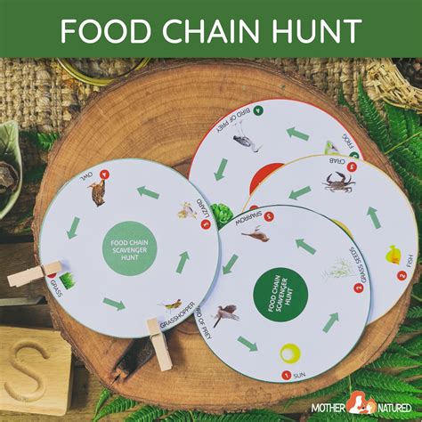 Food Chain Printables Bundle Food Web Printables Bundle Etsy Australia