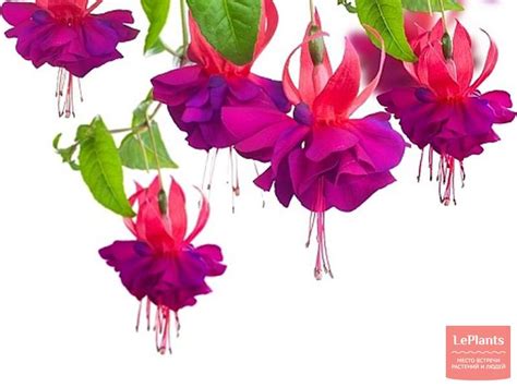 Фуксия (Fuchsia) — описание, выращивание, фото | на LePlants.ru