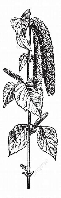 Birch Tree Vector Art Png Birch Tree Black Old Engraved Engraving