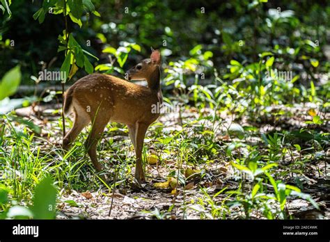 Red Brocket Deer Mazama Americana Hi Res Stock Photography And Images