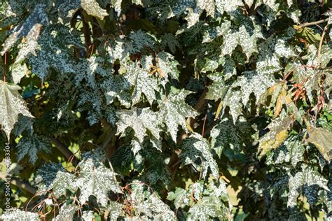 Powdery mildew, fungal disease on maple trees. Powdery mildew on maple ...