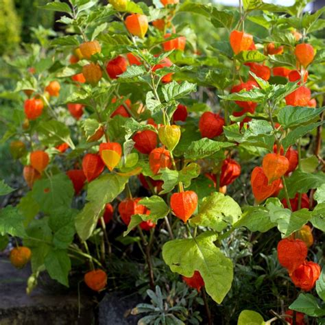 Chinese lantern plant seeds only for £0.99! | Happy Green Shop