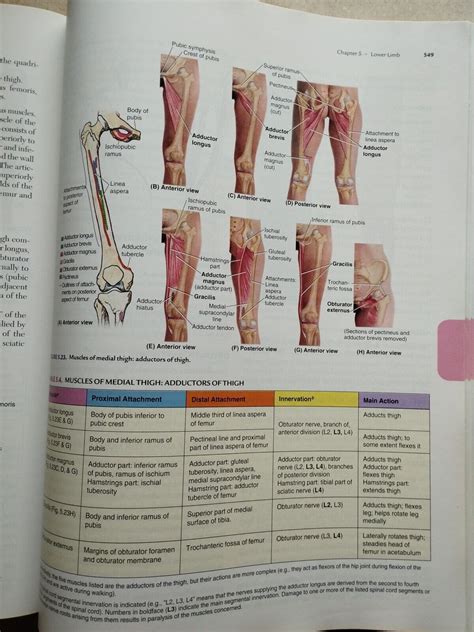 Clinically Oriented Anatomy By Keith L Moore Sixth Edition MisterBookman