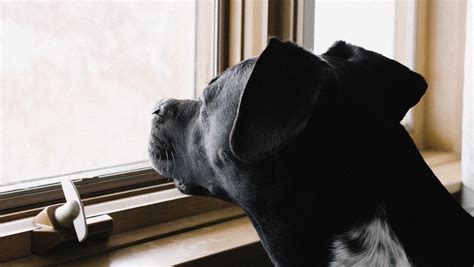 Can Dogs See Out Of Windows