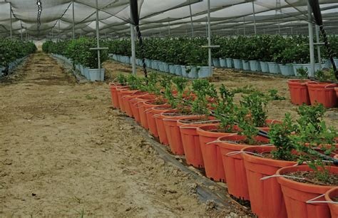 Siembra de arándanos en macetas PortalFruticola