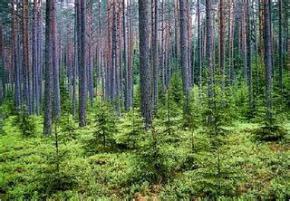 Forests in Lithuania - Alchetron, The Free Social Encyclopedia