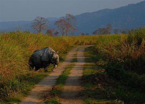 Kaziranga National Park India Charismatic Planet