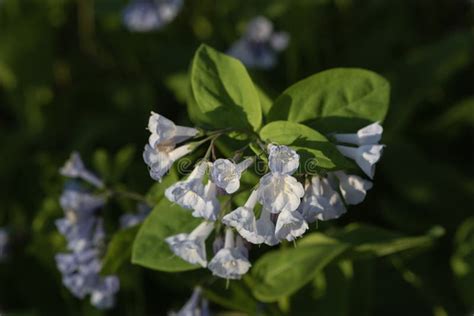 Riverbend Park Walking Trail Virginia Bluebells Stock Image Image Of Potomac Pathway 43494319