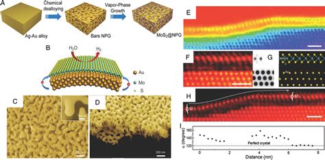 A Schematic Diagram Of The Fabrication Process Of Monolayer Mos Npg