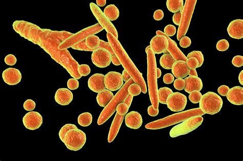 Mycoplasma Bacteria Photograph By Kateryna Kon Science Photo Library