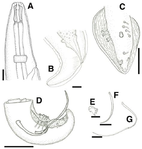 Habronema Clarki A Female Anterior End Lateral View B Female