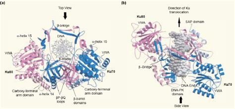 6 Structure of human Ku70/Ku80 bound to DNA. Ku70 is blue, Ku80 is pink ...