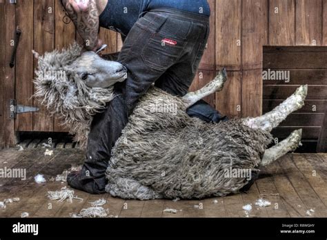 sheep shearing in Ohai, Southland, New Zealand Stock Photo - Alamy