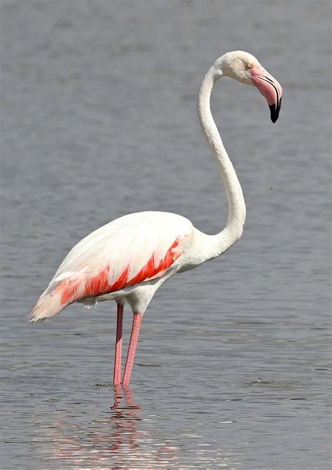 Flamant Rose — Wikipédia