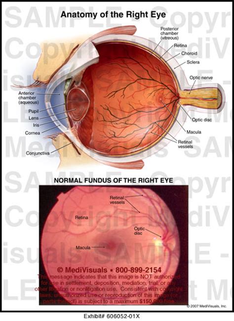 Anatomy of the Right Eye Medical Illustration - MediVisuals