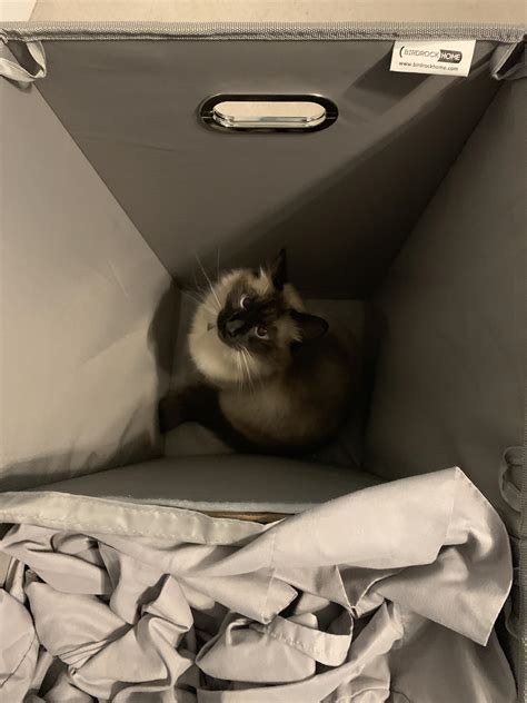 2151 Best Maisie Images On Pholder Maisiewilliams Celebs With Petite Tits And Dustkitties