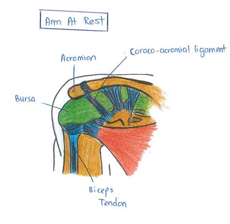 Subacromial Bursa Anatomy