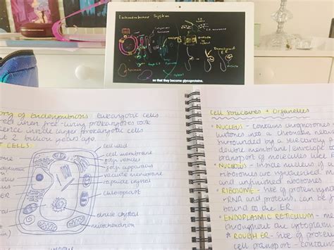 Studiea