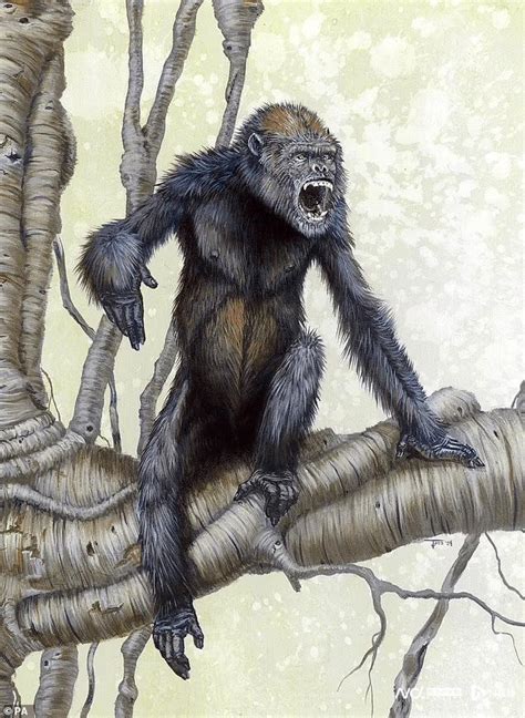 The Appearance Of Ancient Ape 12 Million Years Ago Was Restored It May