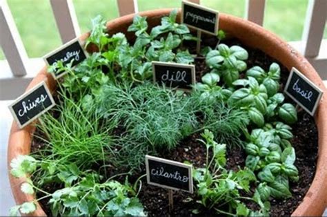 Diy Herb Bowls Larche Tahoma Hope