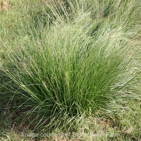 Prairie Dropseed Sporobolus Heterolepis